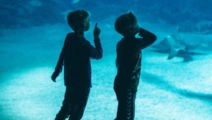 The National Aquarium in Copenhagen