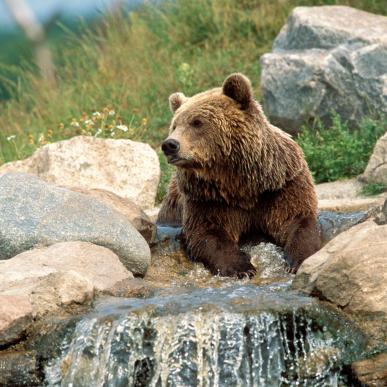 Skandinavisk Dyrepark